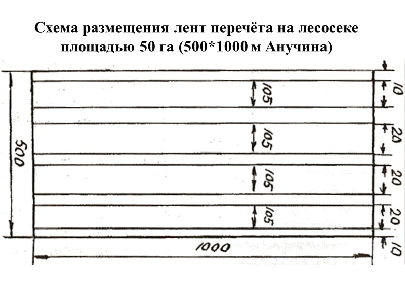 Схема размещения лент перечёта на лесосеке площадью 50 га (500*1000 м Анучина)